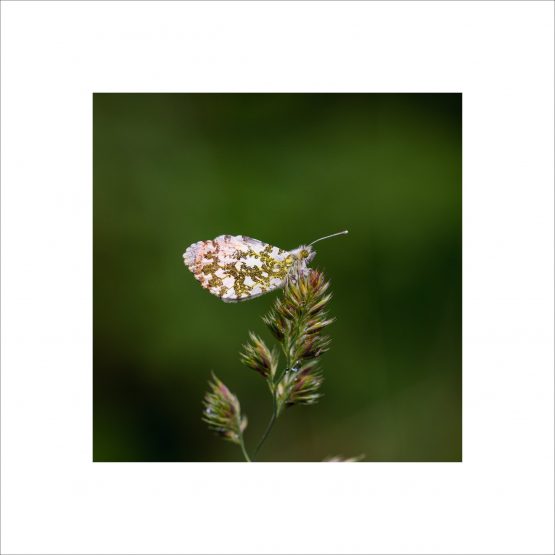 Clossiana euphrosyne