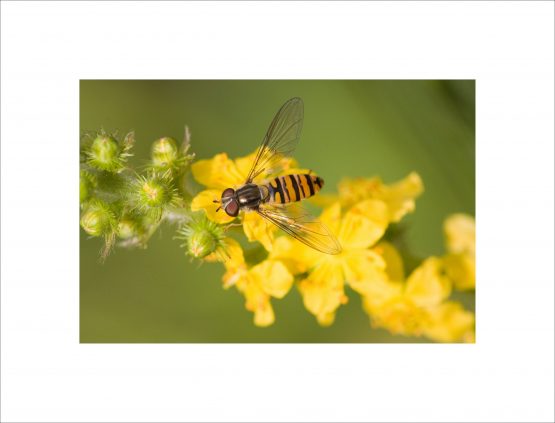 Episyrphus balteatus