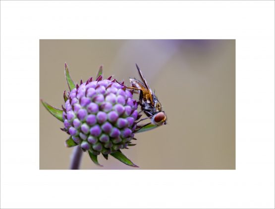tachinidae on Succisa pratensis