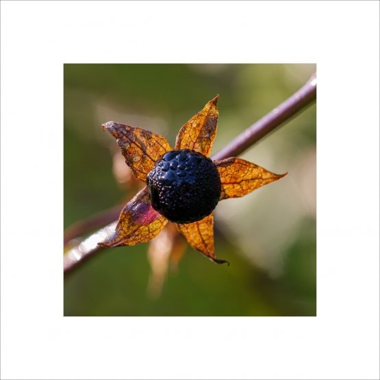 Atropa Belladonna