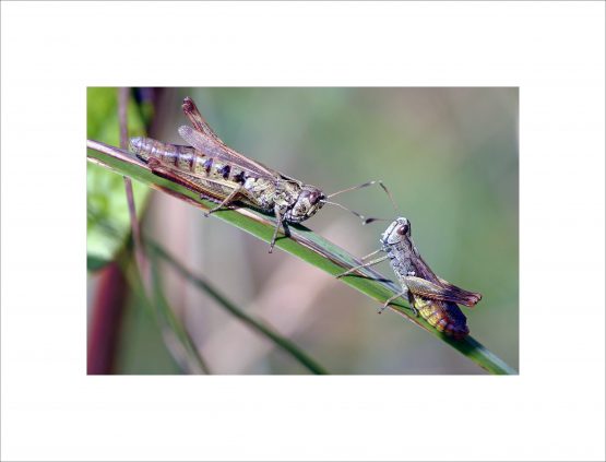 Grasshoppers Parade - Gomphocerini