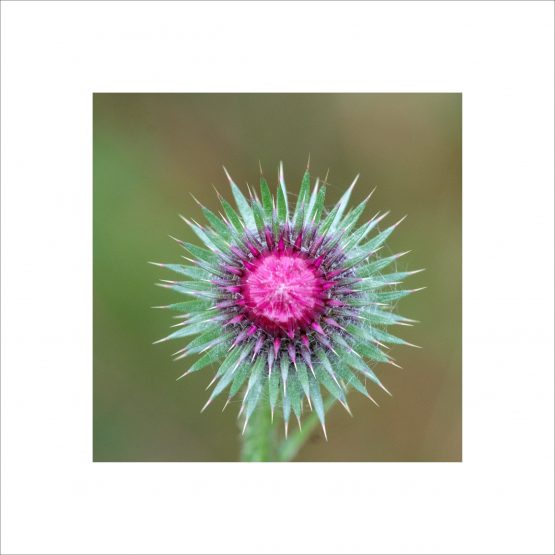Cirsium Vulgare