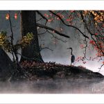 La Picardie en Images : les étangs de Comelles - photo d'un Héron Cendré dans la brume d'un matin d'automne