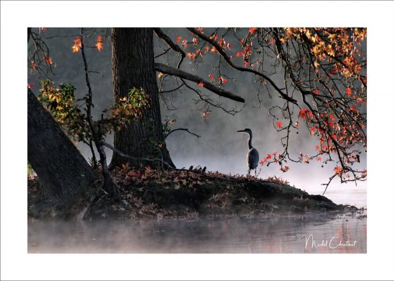 La Picardie en Images : les étangs de Comelles - photo d'un Héron Cendré dans la brume d'un matin d'automne