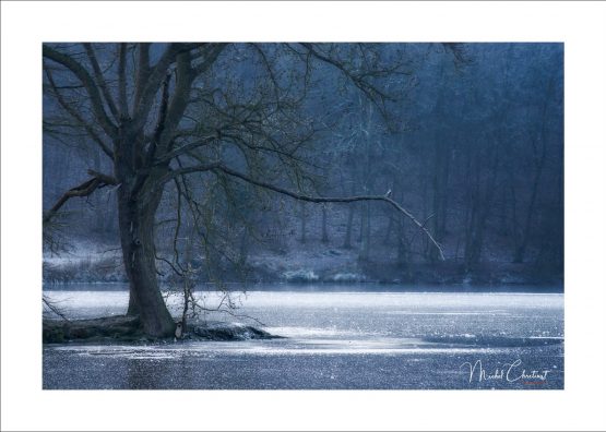 La Picardie en Images: les Etangs de Commelles - Photo de l'îlot de l'étang neuf en hiver