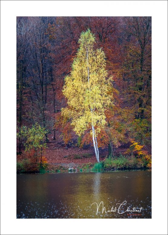 La Picardie en Images: les Etangs de Commelles - Photo d'un Bouleau sur la rive en Octobre