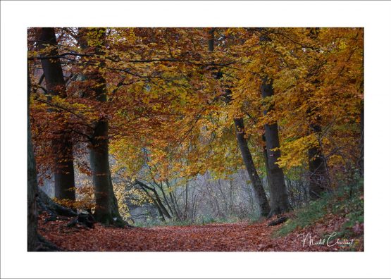La Picardie en Images: les Etangs de Commelles - Photo du Chemin autour des étangs
