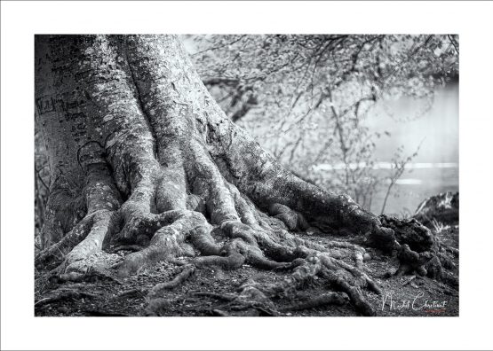 La Picardie en Images: les Etangs de Commelles - Photo de racines entrelacées des arbres sur les rives