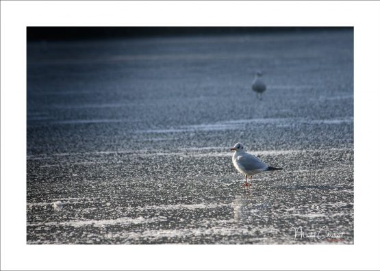La Picardie en Images: les Etangs de Commelles - Photo de mouettes sur la glace de l'étang gelé