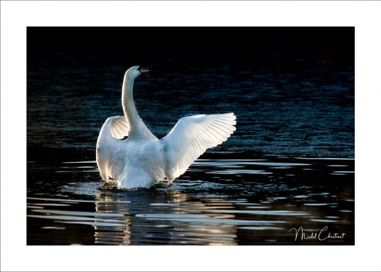 La Picardie en Images: les Etangs de Commelles - Photo d'un cygne sur l'etang