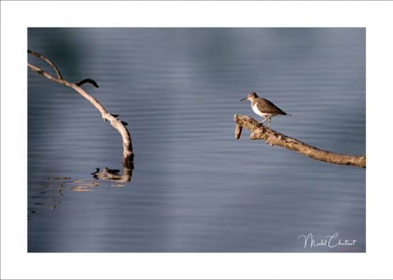 La Picardie en Images: les Etangs de Commelles - Photo d'un Chevalier Guignette en bordure de l'étang