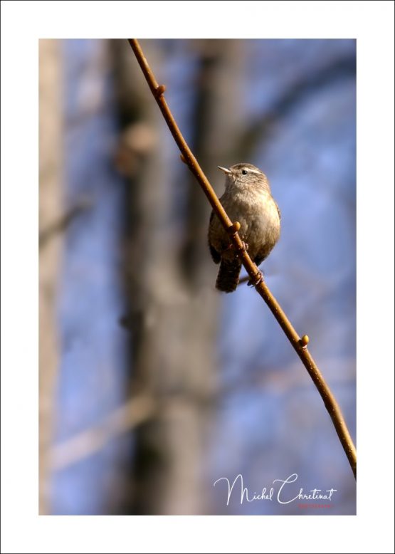 La Picardie en Images: les Etangs de Commelles - Photo d'un Pouillot Véloce au printemps sur le bord des étangs