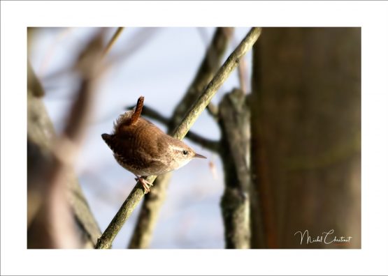 La Picardie en Images: les Etangs de Commelles - Photo d'un Troglodyte Mignon en bordure de l'étang