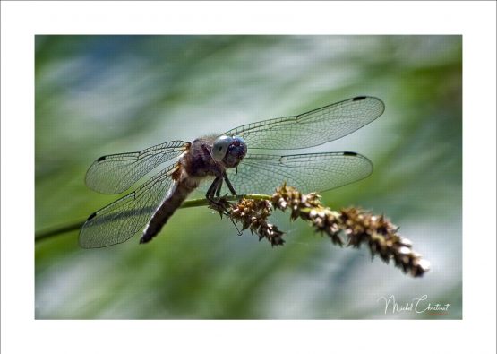 La Picardie en Images: les Etangs de Commelles - Photo d'une libellule sur le bord des étangs