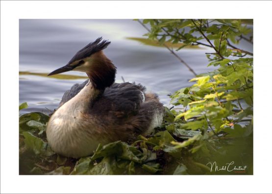 La Picardie en Images: les Etangs de Commelles - Photo d'un grèbe huppé sur le bord des étangs