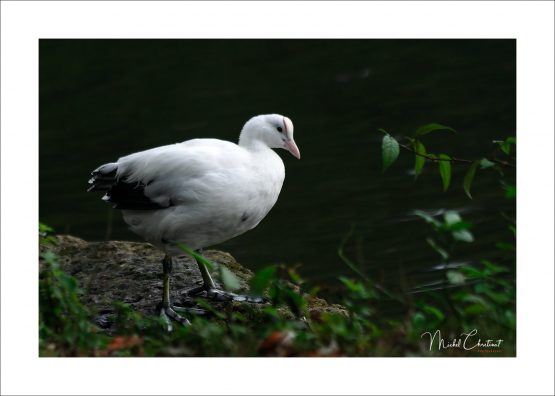 La Picardie en Images: les Etangs de Commelles - Photo d'un foulque macroule albinos sur le bord des étangs
