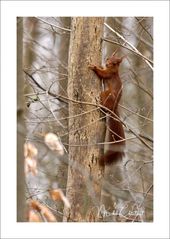 La Picardie en Images: les Etangs de Commelles - Photo d'un écureuil roux à proximité des étangs