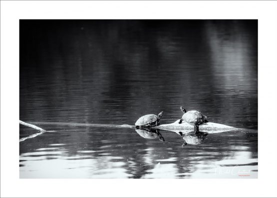 La Picardie en Images: les Etangs de Commelles - Photo de tortues de floride colonisant les étangs