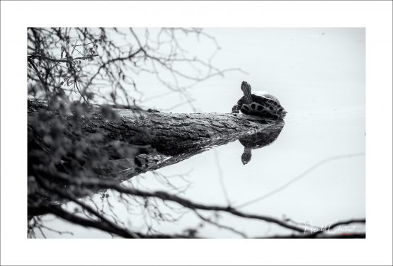 La Picardie en Images: les Etangs de Commelles - Photo d'une tortue de floride sur un tronc d'arbre emergeant de l'étang