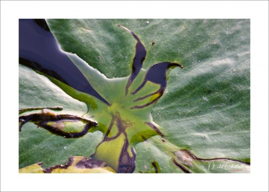 La Picardie en Images: les Etangs de Commelles - Photo d'un feuille de nénuphar émergeant de l'etang