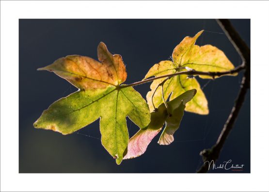 La Picardie en Images: les Etangs de Commelles - Photo de feuilles aux couleurs de l'automne