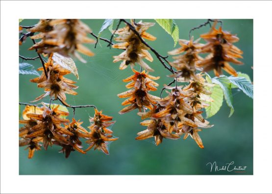 La Picardie en Images: les Etangs de Commelles - Photo de la vegetation au bord des étangs