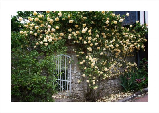 Photo d'un roisre en fleurs à gerberoy