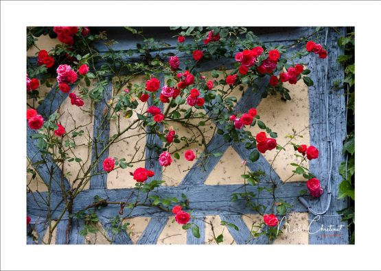 Photo d'un rosier à la facade d'une maison à Gerberoy