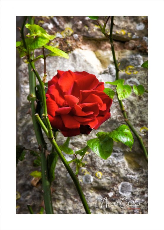 Photo d'un rosier à Gerberoy