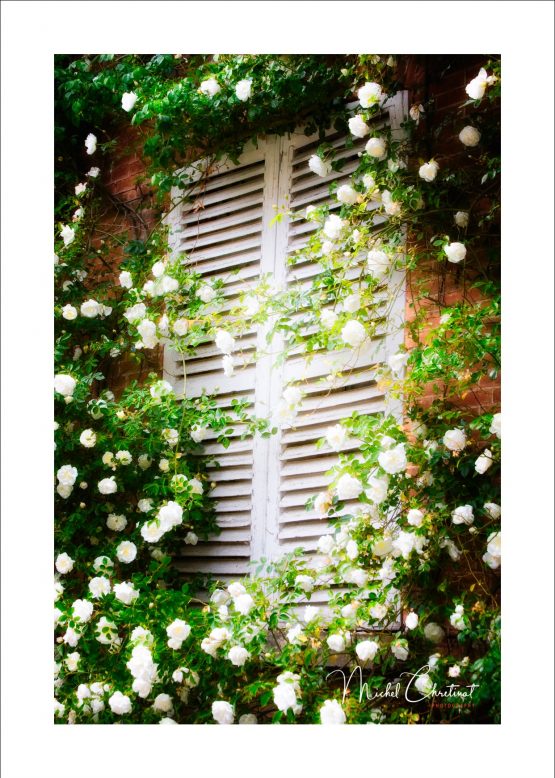 Photo  d'un rosieren fleurs à Gerberoy